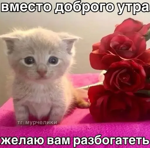 anOdevaet’s life 2