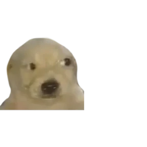 Baby memes 3