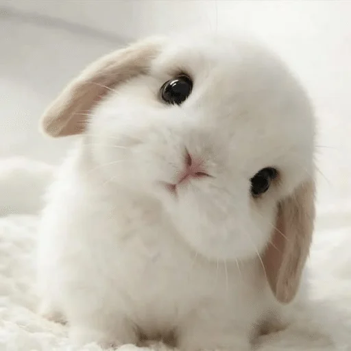 bunny