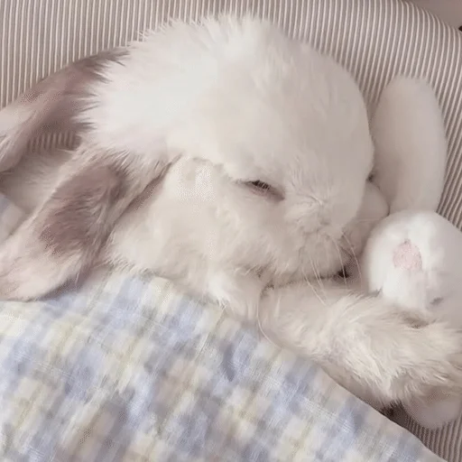 bunny 3