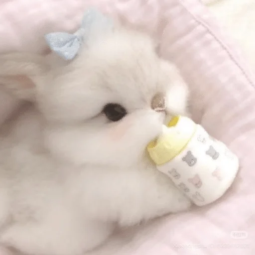 bunny 6