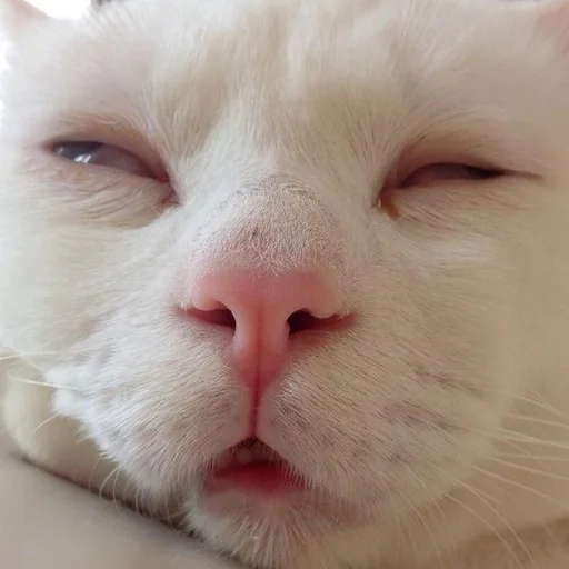 кис кис я котик ты котик 6