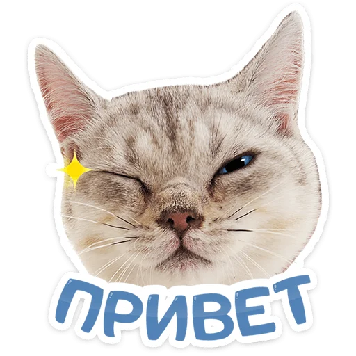 Котятки 1