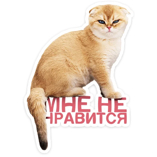 Котятки 2