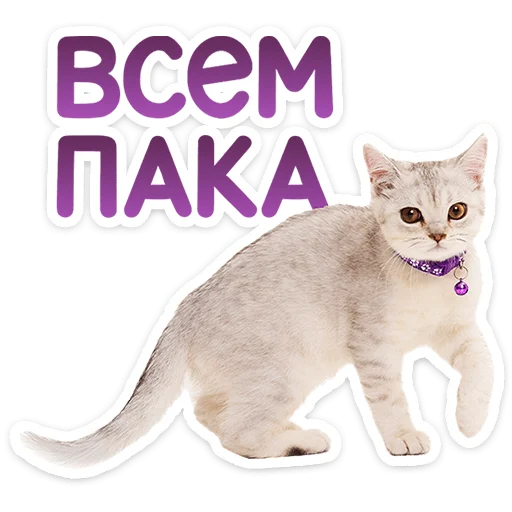 Котятки 3
