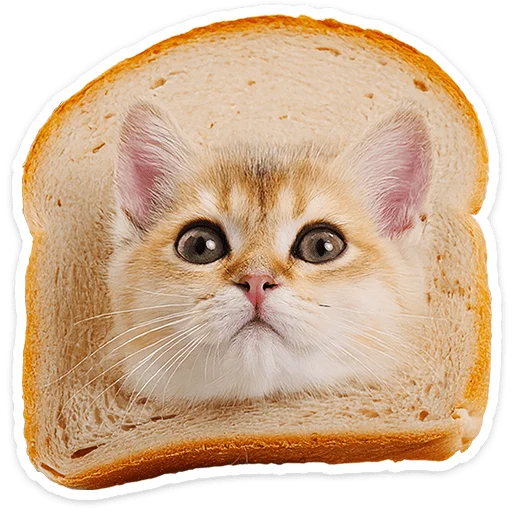 Котятки 6