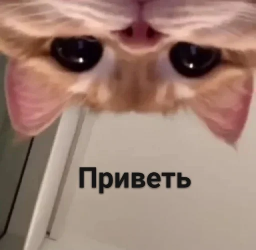 ⚞ᴥ⚟