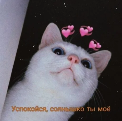 ⚞ᴥ⚟ 3