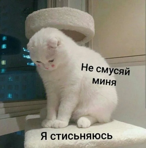 ⚞ᴥ⚟ 4