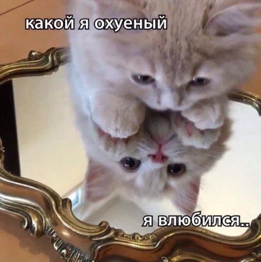 ⚞ᴥ⚟ 5