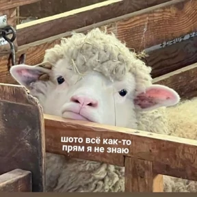 Стикер 21