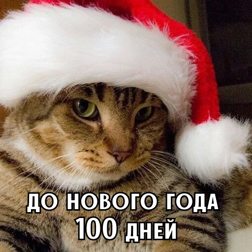 До нового года осталось
