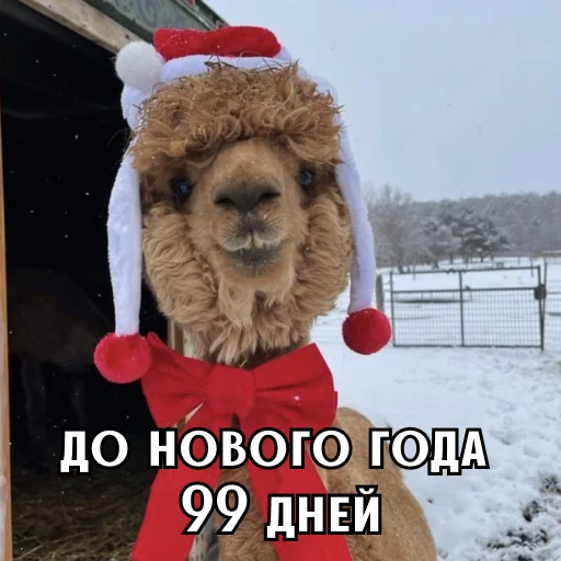 До нового года осталось 2