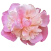 Flowers 2