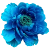 Flowers 4