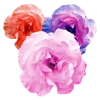 Flowers 6