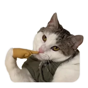 fuuucat 2
