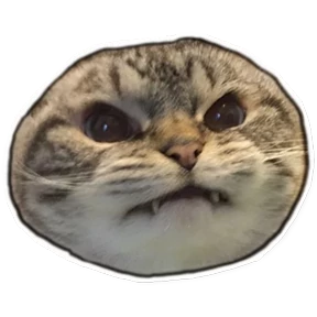 fuuucat 3