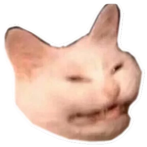 fuuucat 5