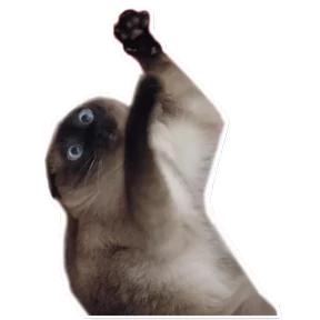 fuuucat 6