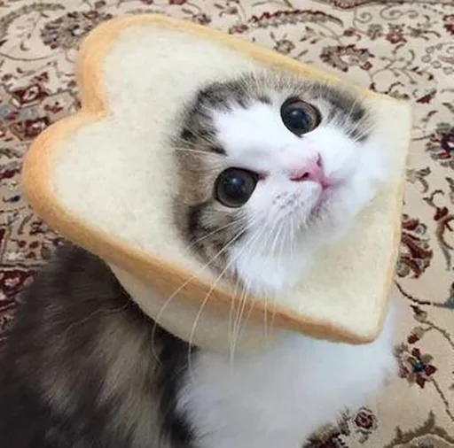 BreadCats