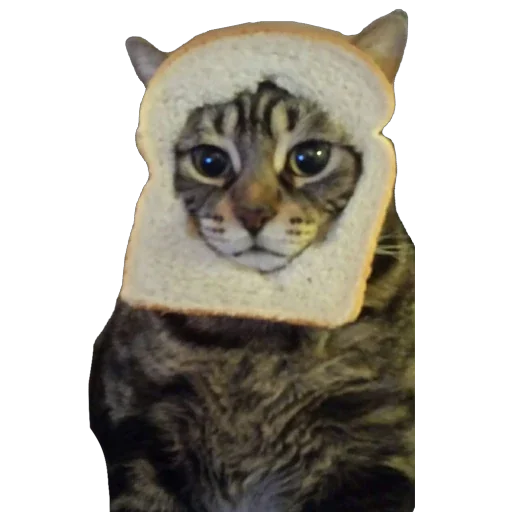 BreadCats 4