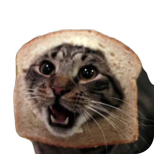 BreadCats 5