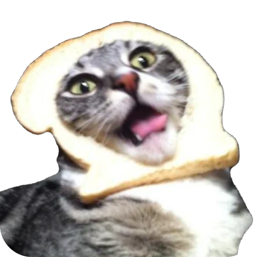 BreadCats 6