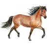 ilovehorses