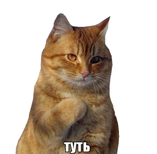 кисулькен 1