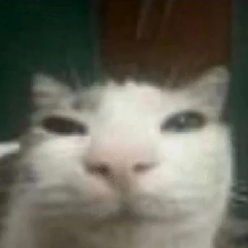 хайповые котеки 2