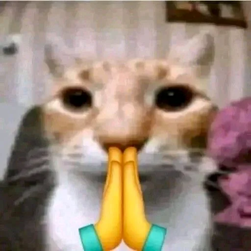хайповые котеки 5
