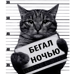 Кот-рецидивист