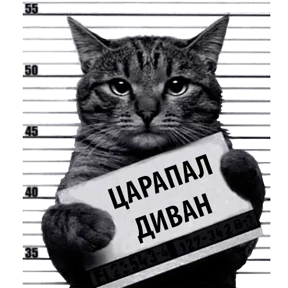 Кот-рецидивист 2