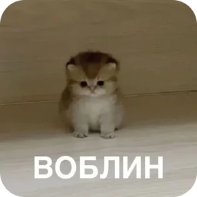 Котеночки