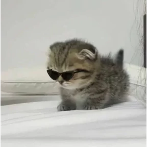 Котеночки 5