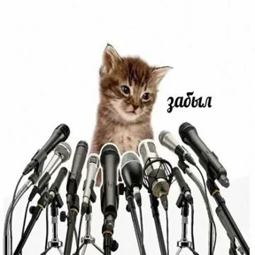 Котеночки 6