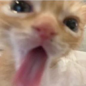 котики смешные