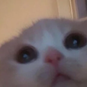 котики смешные 2