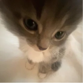котики смешные 3