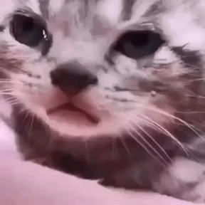 котики смешные 4