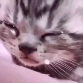 котики смешные 5