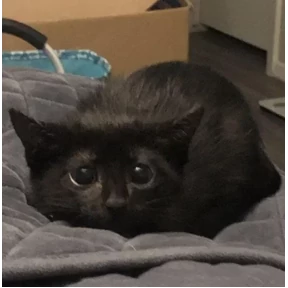 Котяточки 5