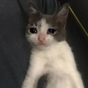 Котяточки 6