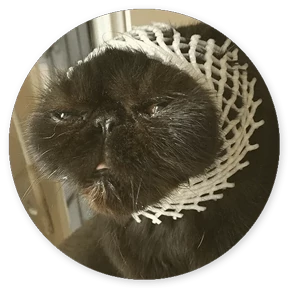 Кружочки котов 4
