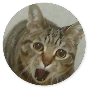 Кружочки котов 5