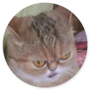 Кружочки котов 6
