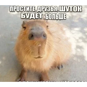 мемчики 6