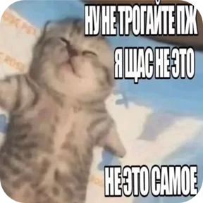 Мемные котики