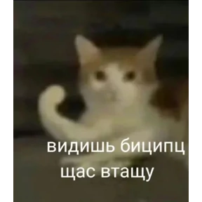 Мемные котики 5